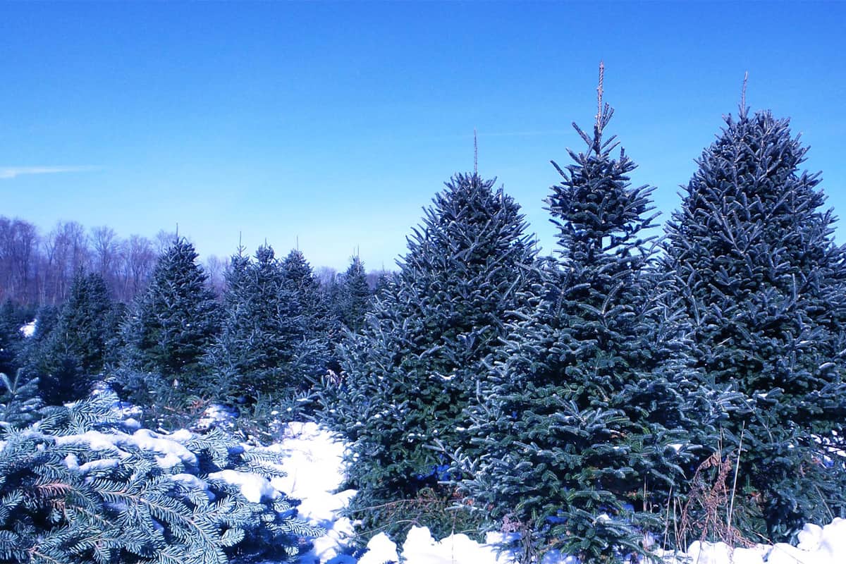 Explotaciones de árboles de Navidad