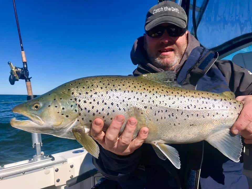 andy bliss brown trout photo