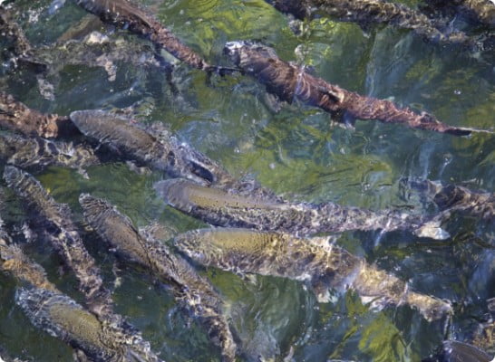 Écloserie de la rivière Salmon