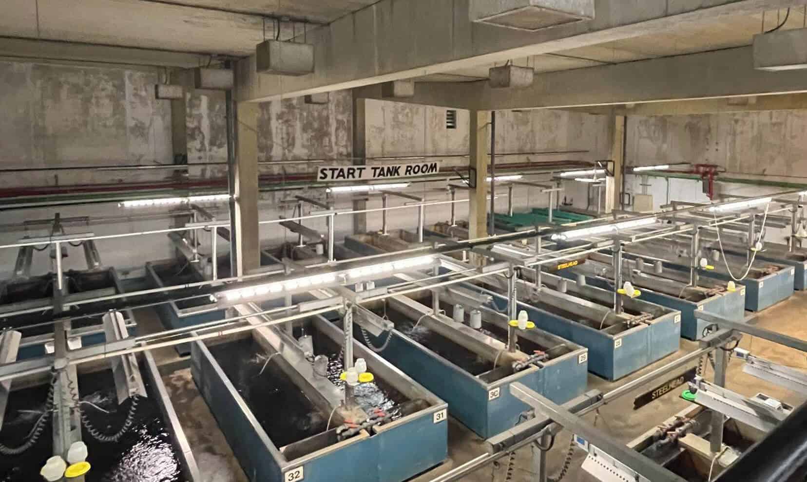 Oswego County’s Secret to the Booming Fishing Industry: The Salmon River Fish Hatchery